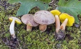 Aureoboletus auriporus image