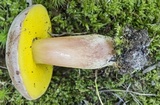 Aureoboletus auriporus image