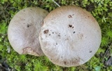 Aureoboletus auriporus image