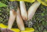 Aureoboletus auriporus image