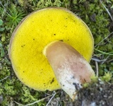 Aureoboletus auriporus image