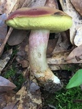 Boletus patrioticus image
