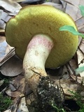 Boletus patrioticus image