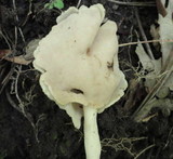Helvella latispora image