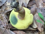 Boletus patrioticus image
