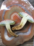 Boletus patrioticus image