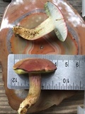 Boletus patrioticus image