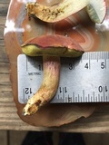 Boletus patrioticus image