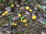 Cantharellus enelensis image