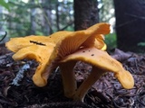 Cantharellus enelensis image