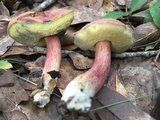 Boletus patrioticus image