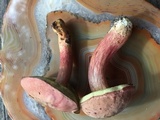 Boletus patrioticus image
