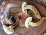 Boletus patrioticus image
