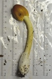 Amanita banningiana image