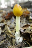 Amanita banningiana image