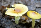Amanita banningiana image