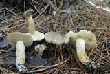 Retiboletus fuscus image