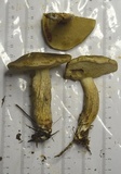 Retiboletus fuscus image