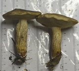 Retiboletus fuscus image
