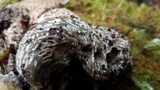 Hypomyces lateritius image