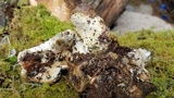 Hypomyces lateritius image