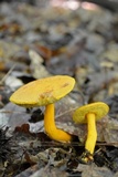 Aureoboletus auriflammeus image