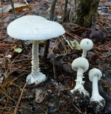 Amanita abrupta image