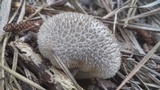 Lycoperdon echinatum image