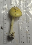 Amanita russuloides image