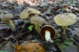 Boletus vermiculosoides image