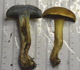 Boletus vermiculosoides image