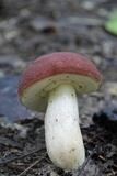 Xanthoconium purpureum image