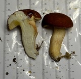 Xanthoconium purpureum image