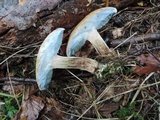 Caloboletus inedulis image