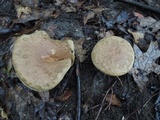 Boletus vermiculosoides image