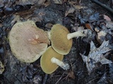 Boletus vermiculosoides image