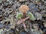 Aureoboletus russellii image