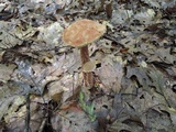 Aureoboletus russellii image