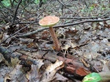 Aureoboletus russellii image