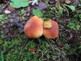 Xerocomus illudens image