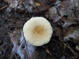 Lactarius subvernalis image