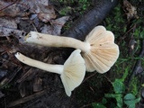 Lactarius subvernalis image