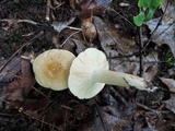 Lactarius subvernalis image