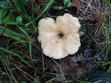 Lactarius psammicola image