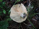 Lactarius psammicola image