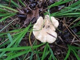 Lactarius psammicola image