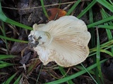 Lactarius psammicola image