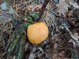Polyporus radicatus image