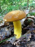 Boletus auripes image