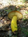 Boletus auripes image